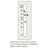 Anti-EAAT1 Antibody from FabGennix (EAAT1-101AP) - Antibodies.com