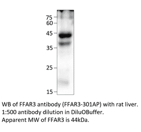Anti-FFAR3 Antibody from FabGennix (FFAR3-301AP) - Antibodies.com