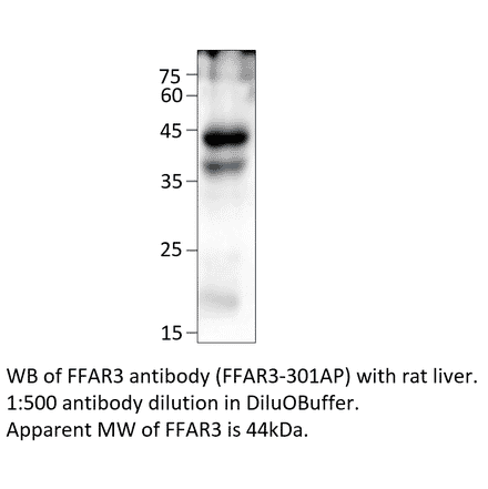 Anti-FFAR3 Antibody from FabGennix (FFAR3-301AP) - Antibodies.com