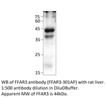 Anti-FFAR3 Antibody from FabGennix (FFAR3-301AP) - Antibodies.com
