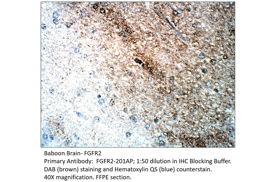 Anti-FGFR2 Antibody from FabGennix (FGFR2-201AP) - Antibodies.com