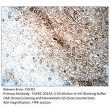 Anti-FGFR2 Antibody from FabGennix (FGFR2-201AP) - Antibodies.com