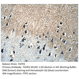 Anti-FGFR3 Antibody from FabGennix (FGFR3-301AP) - Antibodies.com
