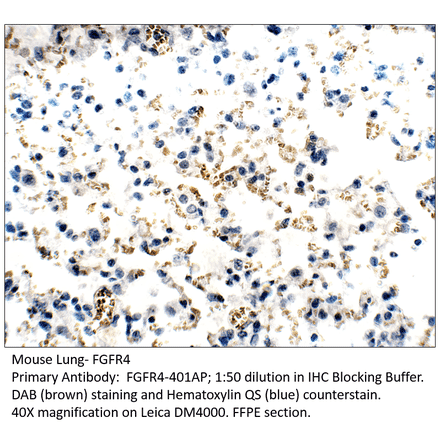 Anti-FGFR4 Antibody from FabGennix (FGFR4-401AP) - Antibodies.com