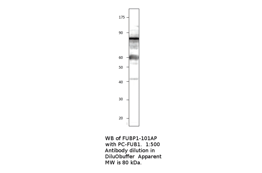 Anti-FUBP1 Antibody from FabGennix (FUBP1-101AP) - Antibodies.com