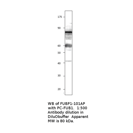 Anti-FUBP1 Antibody from FabGennix (FUBP1-101AP) - Antibodies.com