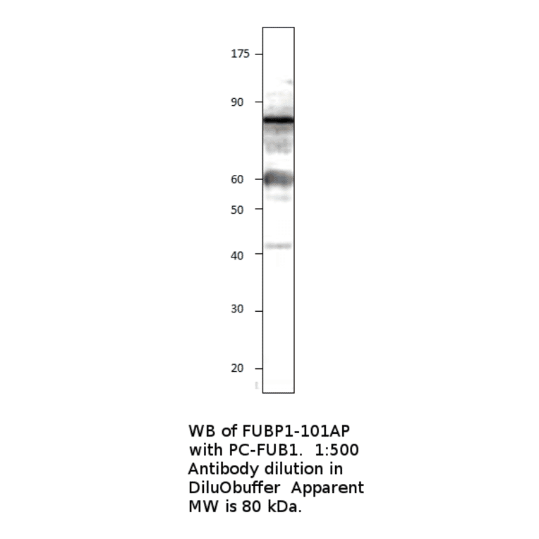 Anti-FUBP1 Antibody from FabGennix (FUBP1-101AP) - Antibodies.com