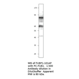 Anti-FUBP1 Antibody from FabGennix (FUBP1-101AP) - Antibodies.com