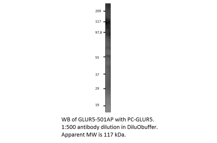 Anti-GRIK1 Antibody from FabGennix (GLUR5-501AP) - Antibodies.com