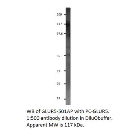 Anti-GRIK1 Antibody from FabGennix (GLUR5-501AP) - Antibodies.com