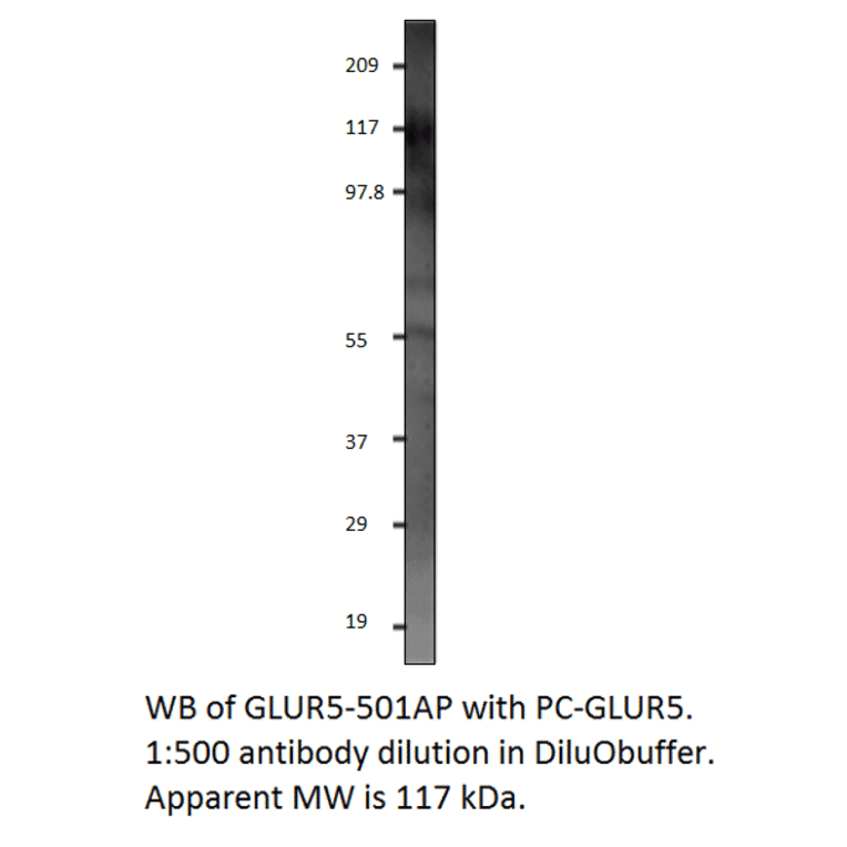 Anti-GRIK1 Antibody from FabGennix (GLUR5-501AP) - Antibodies.com