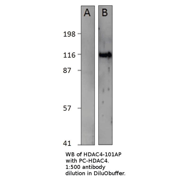 Anti-HDAC4 Antibody from FabGennix (HDAC4-101AP) - Antibodies.com