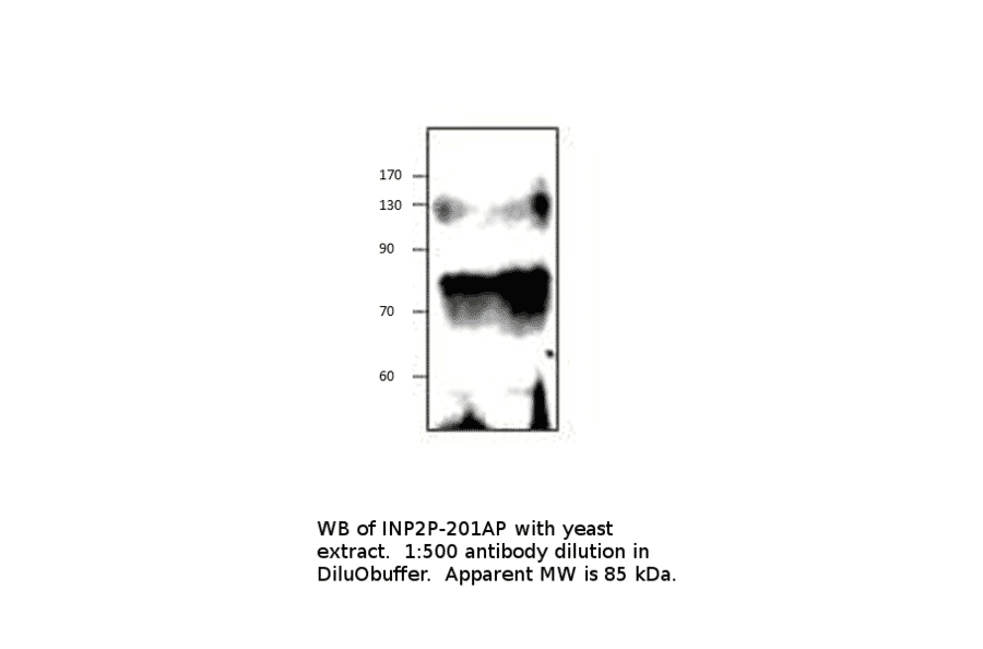 Anti-Inp2p Antibody from FabGennix (INP2P-201AP) - Antibodies.com