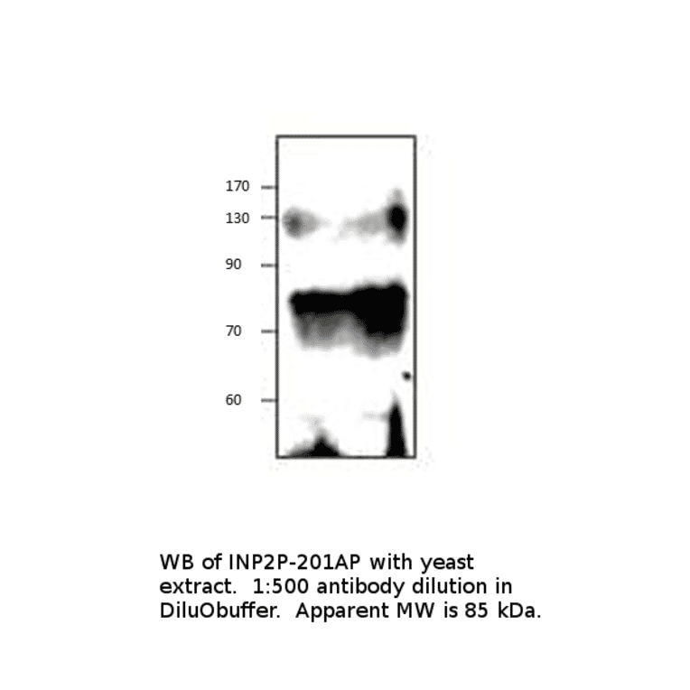 Anti-Inp2p Antibody from FabGennix (INP2P-201AP) - Antibodies.com