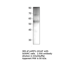 Anti-LAMP1 Antibody from FabGennix (LAMP1-101AP) - Antibodies.com