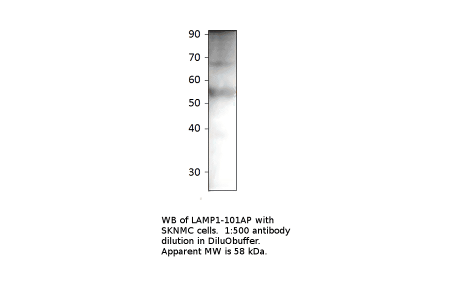 Anti-LAMP1 Antibody from FabGennix (LAMP1-101AP) - Antibodies.com