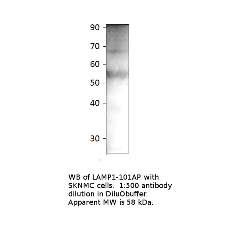 Anti-LAMP1 Antibody from FabGennix (LAMP1-101AP) - Antibodies.com