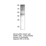Anti-LAMP1 Antibody from FabGennix (LAMP1-101AP) - Antibodies.com