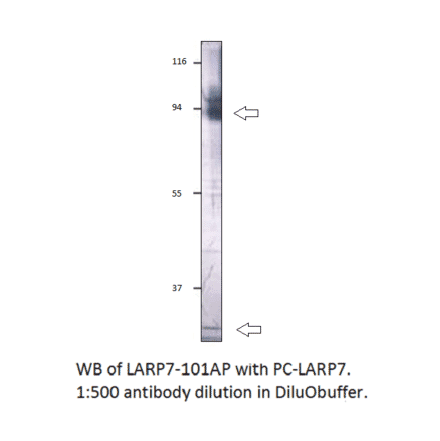 Anti-LARP7 Antibody from FabGennix (LARP7-701AP) - Antibodies.com
