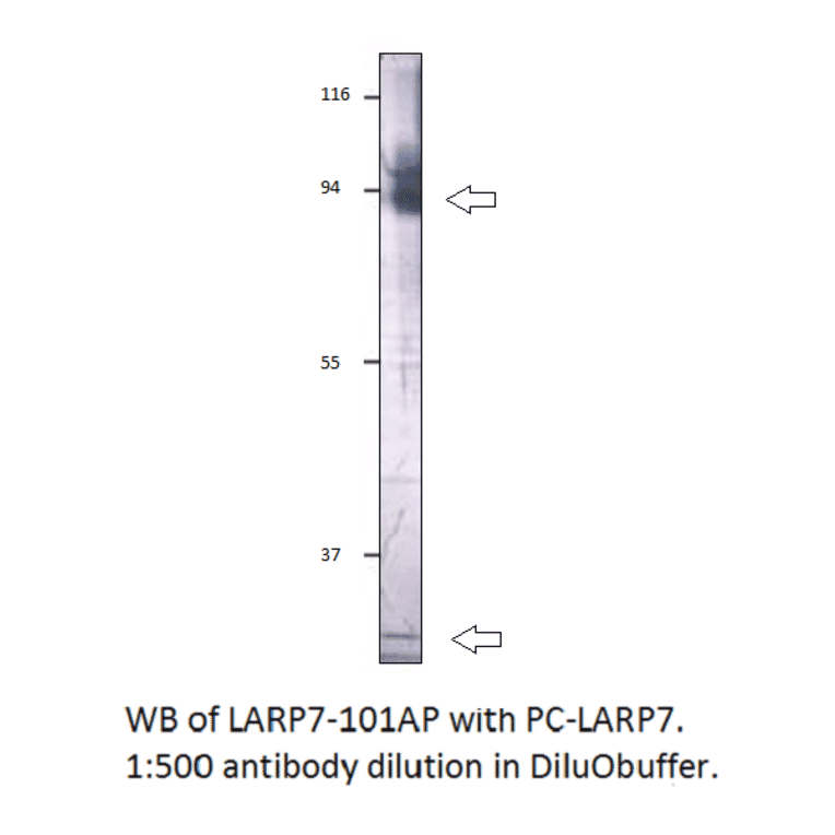 Anti-LARP7 Antibody from FabGennix (LARP7-701AP) - Antibodies.com