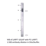 Anti-LARP7 Antibody from FabGennix (LARP7-701AP) - Antibodies.com