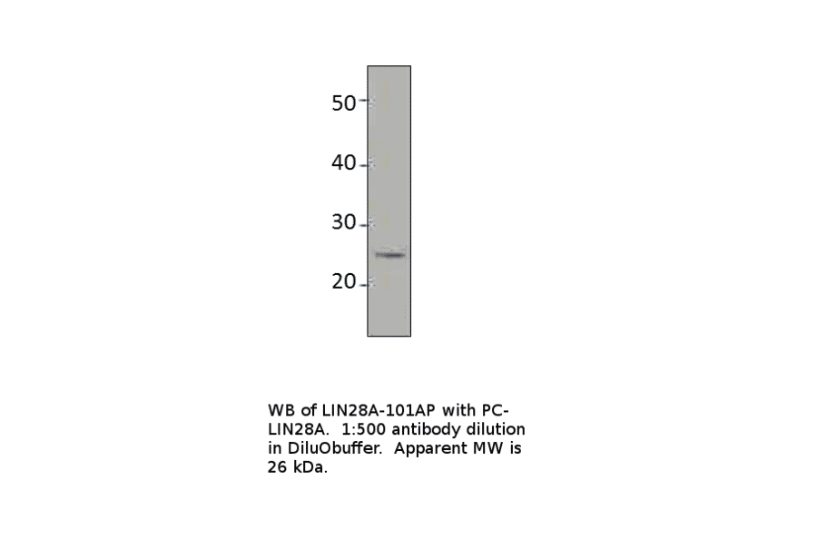 Anti-Lin28 Antibody from FabGennix (LIN28-101AP) - Antibodies.com