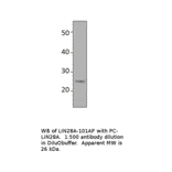 Anti-Lin28 Antibody from FabGennix (LIN28-101AP) - Antibodies.com