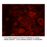 Anti-MACF1 Antibody from FabGennix (MACF1-101AP) - Antibodies.com