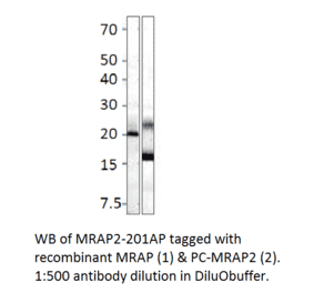 Anti-MRAP2 Antibody from FabGennix (MRAP2-201AP) - Antibodies.com