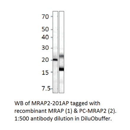 Anti-MRAP2 Antibody from FabGennix (MRAP2-201AP) - Antibodies.com