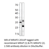 Anti-MRAP2 Antibody from FabGennix (MRAP2-201AP) - Antibodies.com
