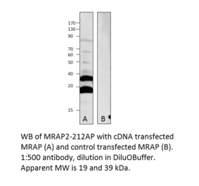 Anti-MRAP2 Antibody from FabGennix (MRAP2-212AP) - Antibodies.com