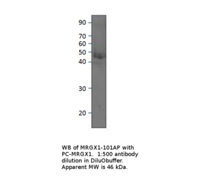 Anti-MRGX1 Antibody from FabGennix (MRGX1-101AP) - Antibodies.com