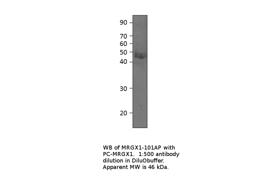 Anti-MRGX1 Antibody from FabGennix (MRGX1-101AP) - Antibodies.com