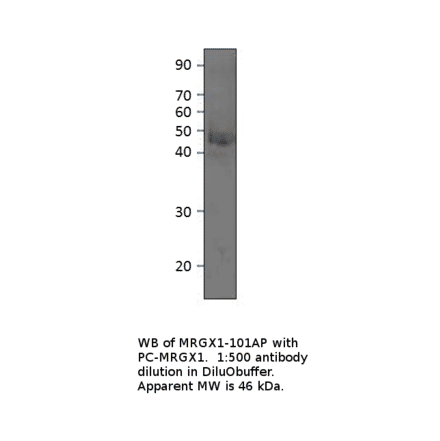 Anti-MRGX1 Antibody from FabGennix (MRGX1-101AP) - Antibodies.com