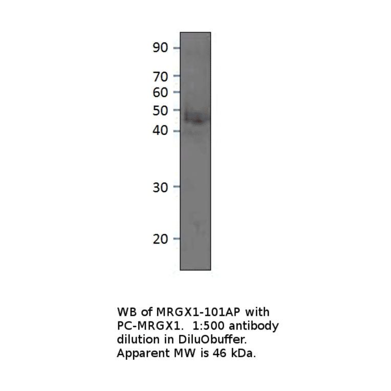 Anti-MRGX1 Antibody from FabGennix (MRGX1-101AP) - Antibodies.com