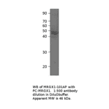 Anti-MRGX1 Antibody from FabGennix (MRGX1-101AP) - Antibodies.com