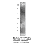 Anti-MyD88 Antibody from FabGennix (MYD88-101AP) - Antibodies.com