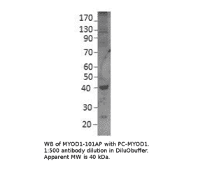 Anti-MyoD1 Antibody from FabGennix (MYOD1-101AP) - Antibodies.com