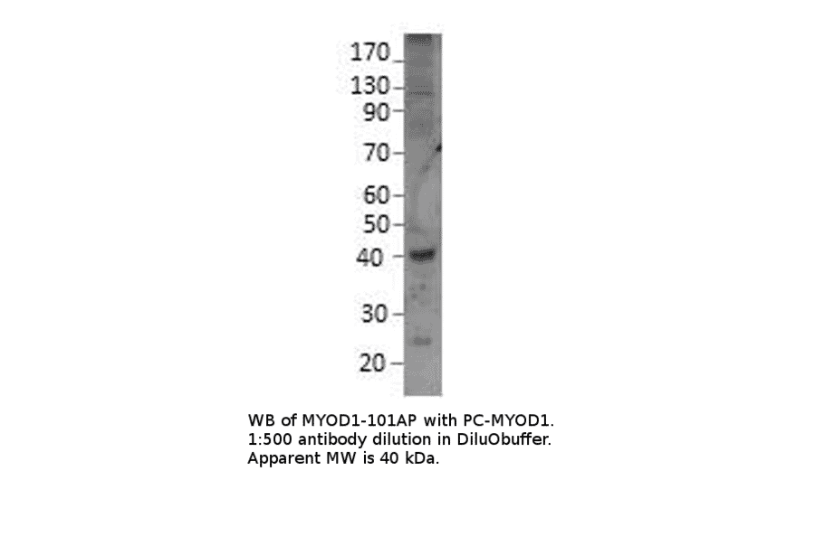Anti-MyoD1 Antibody from FabGennix (MYOD1-101AP) - Antibodies.com