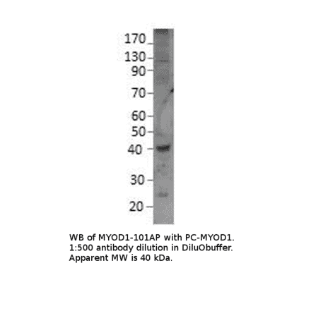 Anti-MyoD1 Antibody from FabGennix (MYOD1-101AP) - Antibodies.com