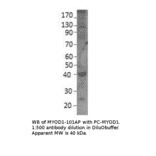 Anti-MyoD1 Antibody from FabGennix (MYOD1-101AP) - Antibodies.com