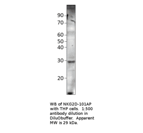 Anti-NKG2D Antibody from FabGennix (NKG2D-101AP) - Antibodies.com