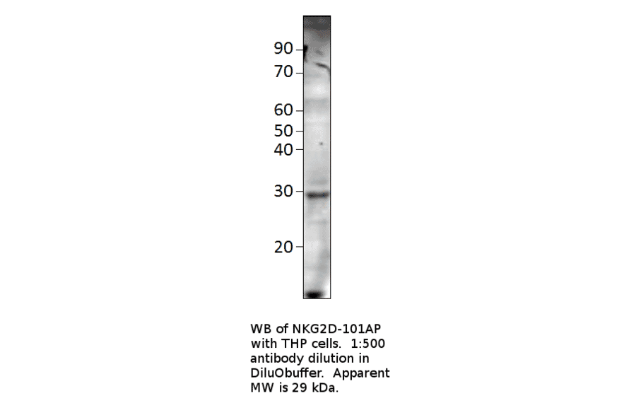 Anti-NKG2D Antibody from FabGennix (NKG2D-101AP) - Antibodies.com