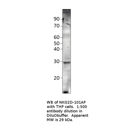 Anti-NKG2D Antibody from FabGennix (NKG2D-101AP) - Antibodies.com