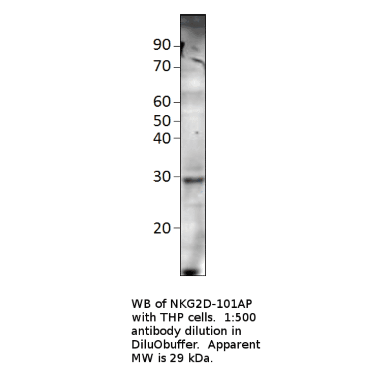 Anti-NKG2D Antibody from FabGennix (NKG2D-101AP) - Antibodies.com
