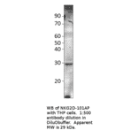Anti-NKG2D Antibody from FabGennix (NKG2D-101AP) - Antibodies.com