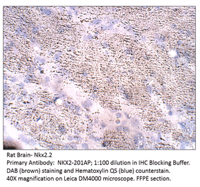 Anti-Nkx2.2 Antibody from FabGennix (NKX2-201AP) - Antibodies.com