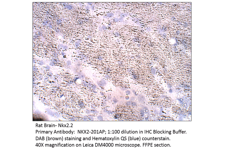 Anti-Nkx2.2 Antibody from FabGennix (NKX2-201AP) - Antibodies.com