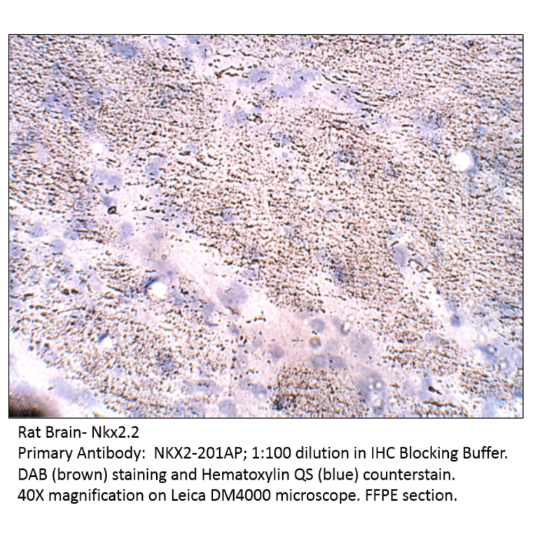 Anti-Nkx2.2 Antibody from FabGennix (NKX2-201AP) - Antibodies.com